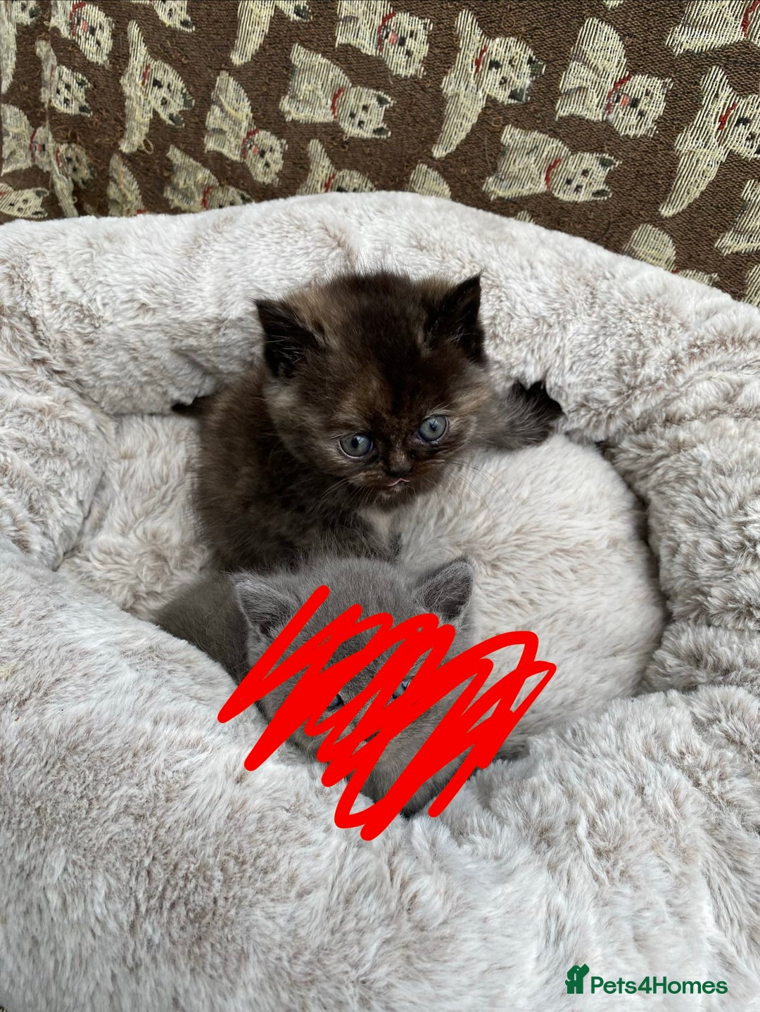 British Shorthair cats for sale: British Shorthair x Ragdoll kittens  - Image 5