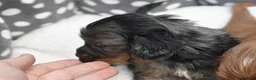 Cavapoo dogs for sale: Health Tested Cavapoo Puppies  - Advert 26