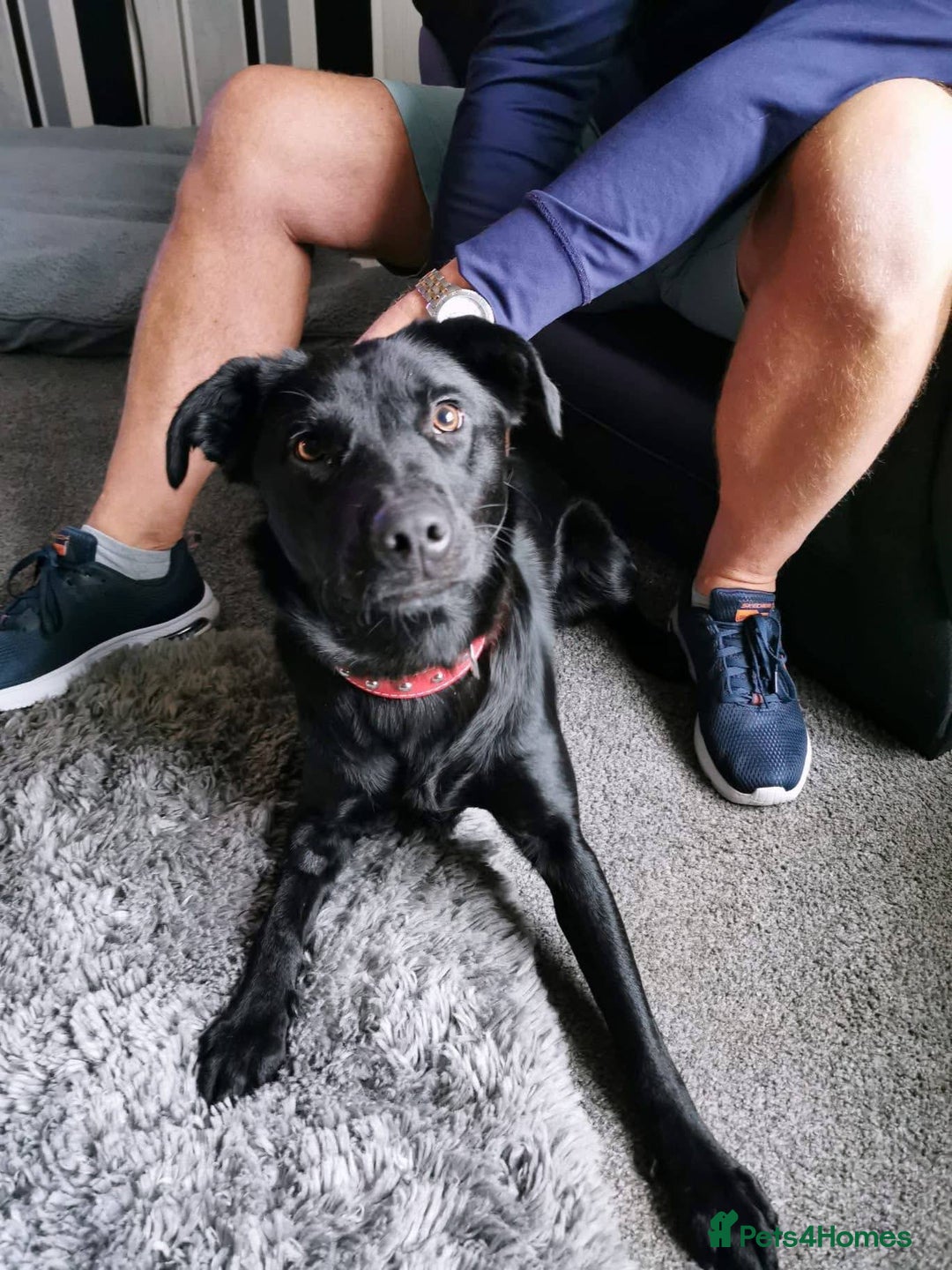 Labrador Retriever dogs for adoption: Meet Bonnie – In Ayr Looking for a home <3  - Image 1