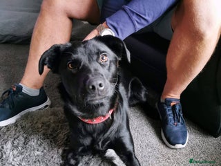 Labrador Retriever dogs - Advert 4