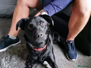 Labrador Retriever dogs Meet Bonnie – In Ayr Looking for a home <3 - Advert 1