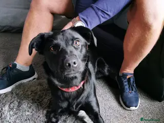 Labrador Retriever dogs Meet Bonnie – In Ayr Looking for a home <3 - Advert 5