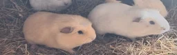 Guinea Pig rodents for sale:  Beautiful female baby Guinea pigs - Advert 4