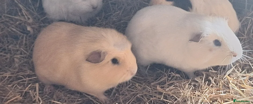 Guinea Pig rodents for sale:  Beautiful female baby Guinea pigs - Advert 4