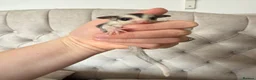 Sugar Glider rodents for sale: Female mosaic sugar glider  - Advert 6