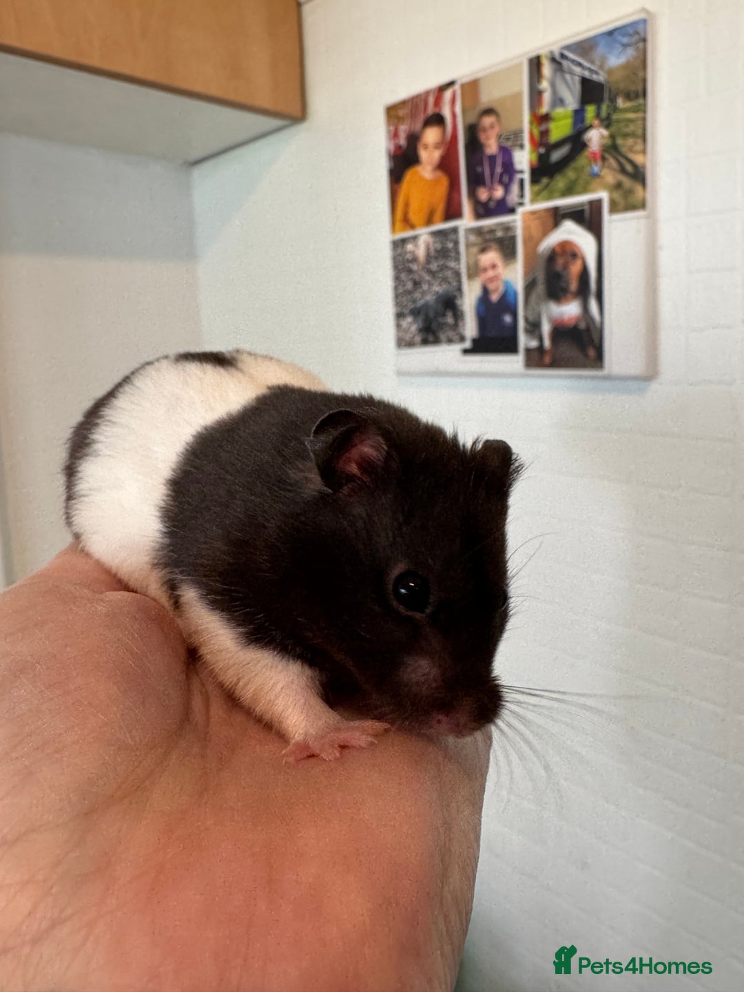 Hamster rodents for sale: Friendly male Syrian & brand new Savic plaza cage - Advert 3