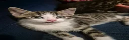 British Shorthair cats for sale: 3 Gorgeous Kittens looking for their forever homes - Advert 5