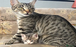 Egyptian Mau cats for sale: Egyptian mau x - Image 12