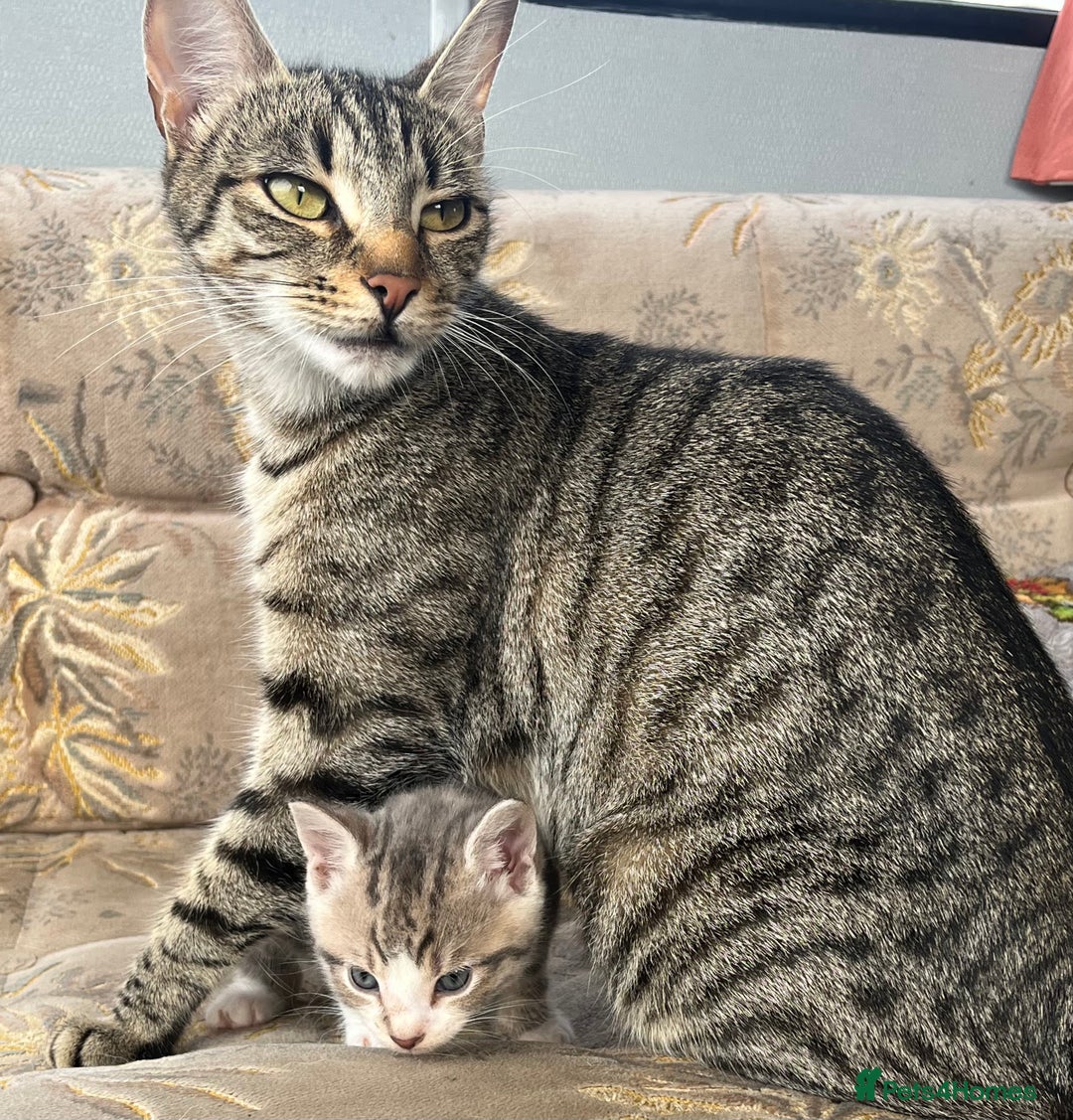 Egyptian Mau cats for sale: Egyptian mau x - Image 12