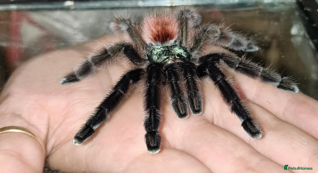 Spiders invertebrates for sale: Caribena Versicolour (Pink toe) - Advert 1