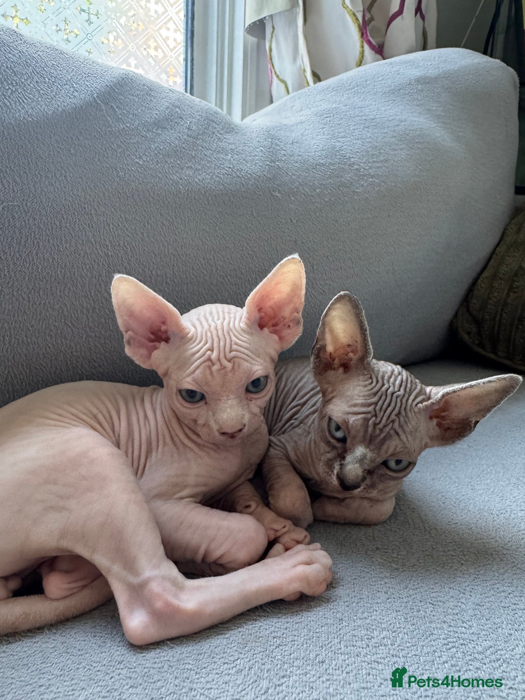 Sphynx cats for sale: Sphynx kittens - Image 10