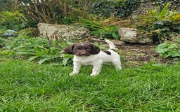 English Springer Spaniel dogs for sale: KC Registered English Springer Spaniels  - Image 4