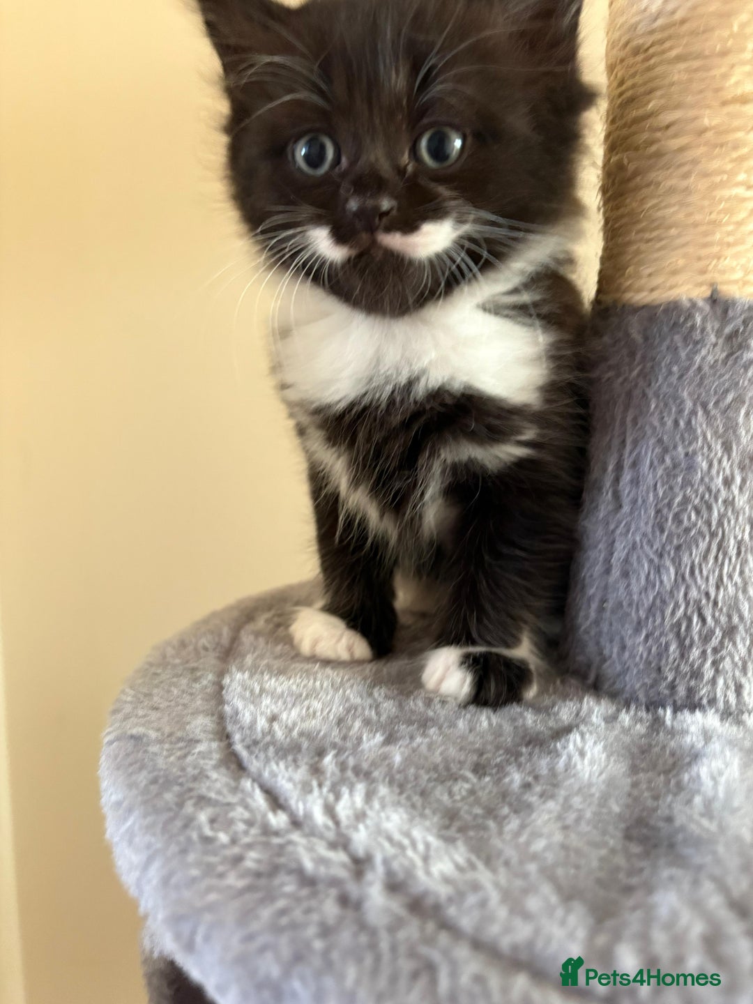 Domestic Shorthair cats for sale: Black and White Fluffy Kittens - Image 5