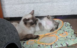 Ragdoll cats for sale: 5 Ragdoll Kittens for Sale - Image 26