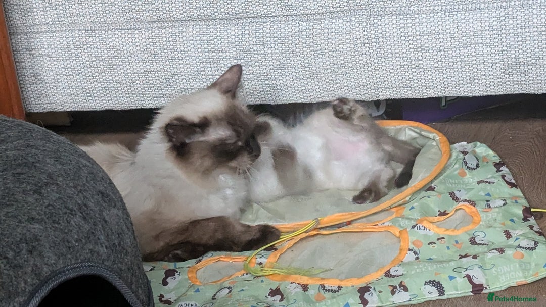Ragdoll cats for sale: 5 Ragdoll Kittens for Sale - Image 26