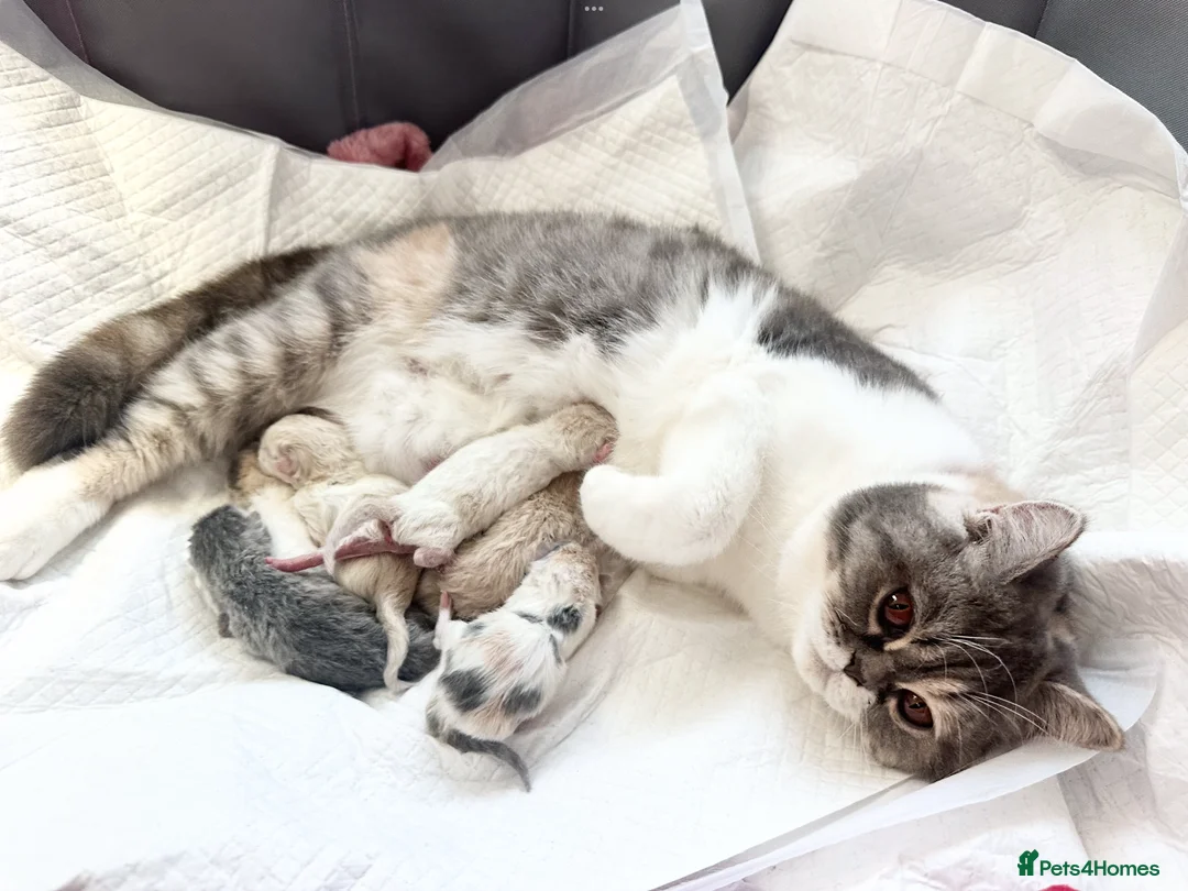 British Shorthair cats for sale: ⭐️ British Shorthair & Longhaired Kittens⭐️  - Advert 39