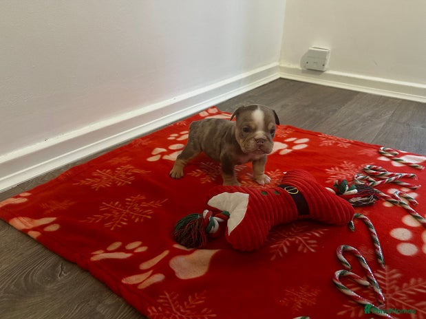 English Bulldog dogs 🐶✨ one beautiful girl left reduced✨🐶 - Advert 9