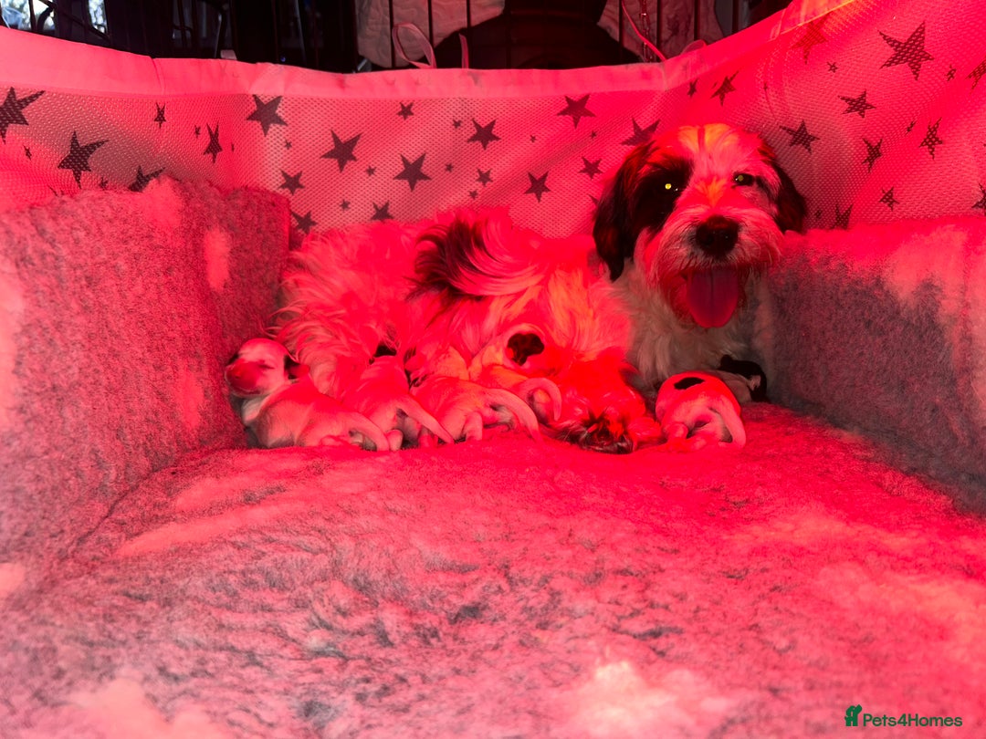 Sealyham Terrier dogs for sale: Sealyham terrier crosses 1 boy available  - Advert 4