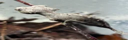 Gecko reptiles for sale: Uroplatus Ebenaui - Advert 3