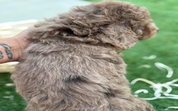 Cockapoo dogs for sale: F2  cockapoo puppies  - Image 11