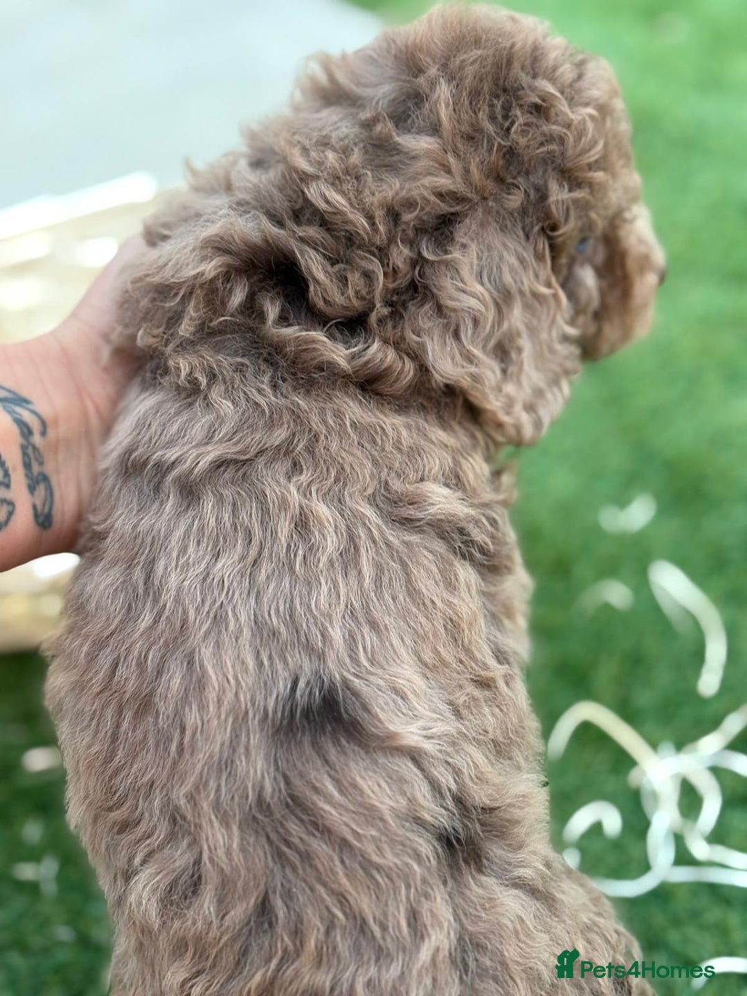 Cockapoo dogs for sale: F2  cockapoo puppies  - Image 11