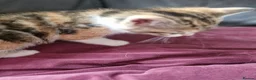 Mixed Breed cats for sale: 2 beautiful female mix breed cats. - Advert 6