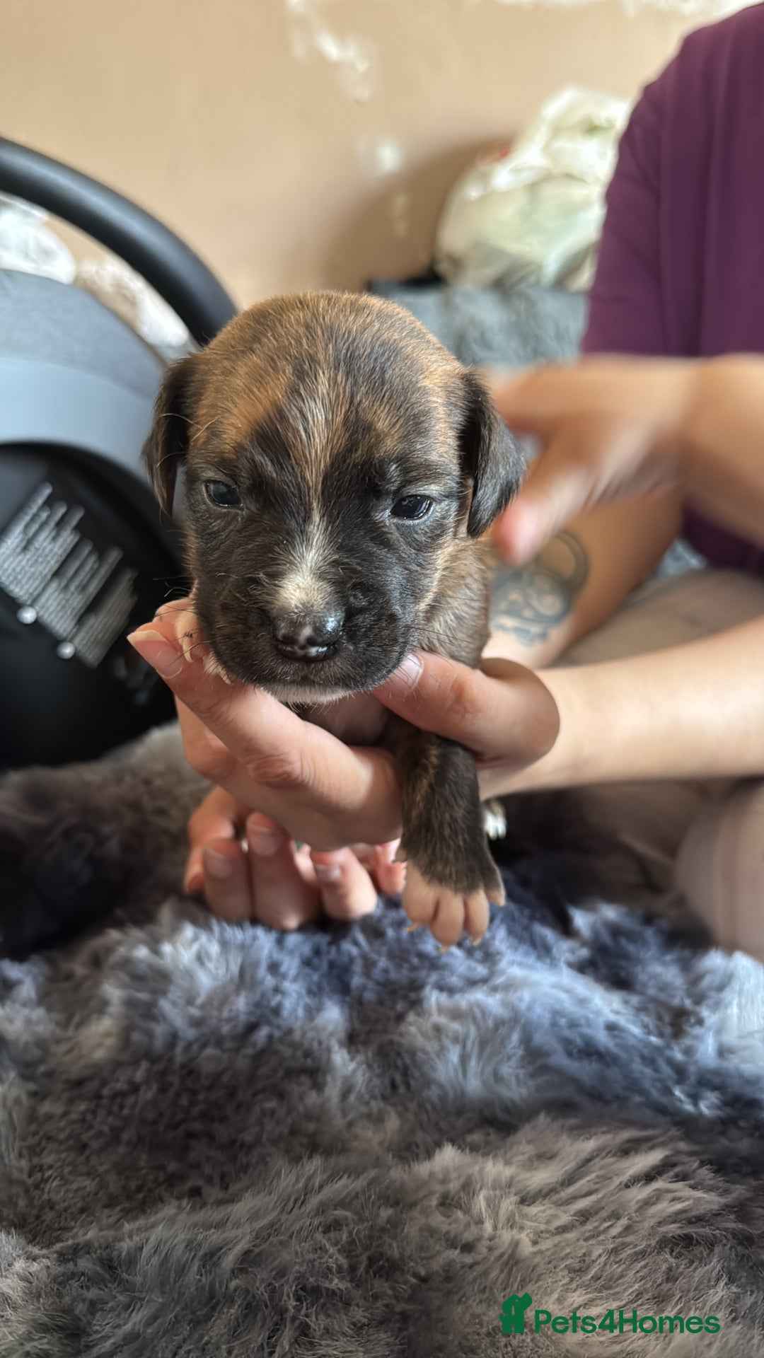 Mixed Breed dogs for sale: Puppies - Image 1