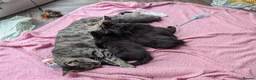 Bengal cats for sale: Bengal x American Mainecoon Kittens - READY TO GO - Advert 2