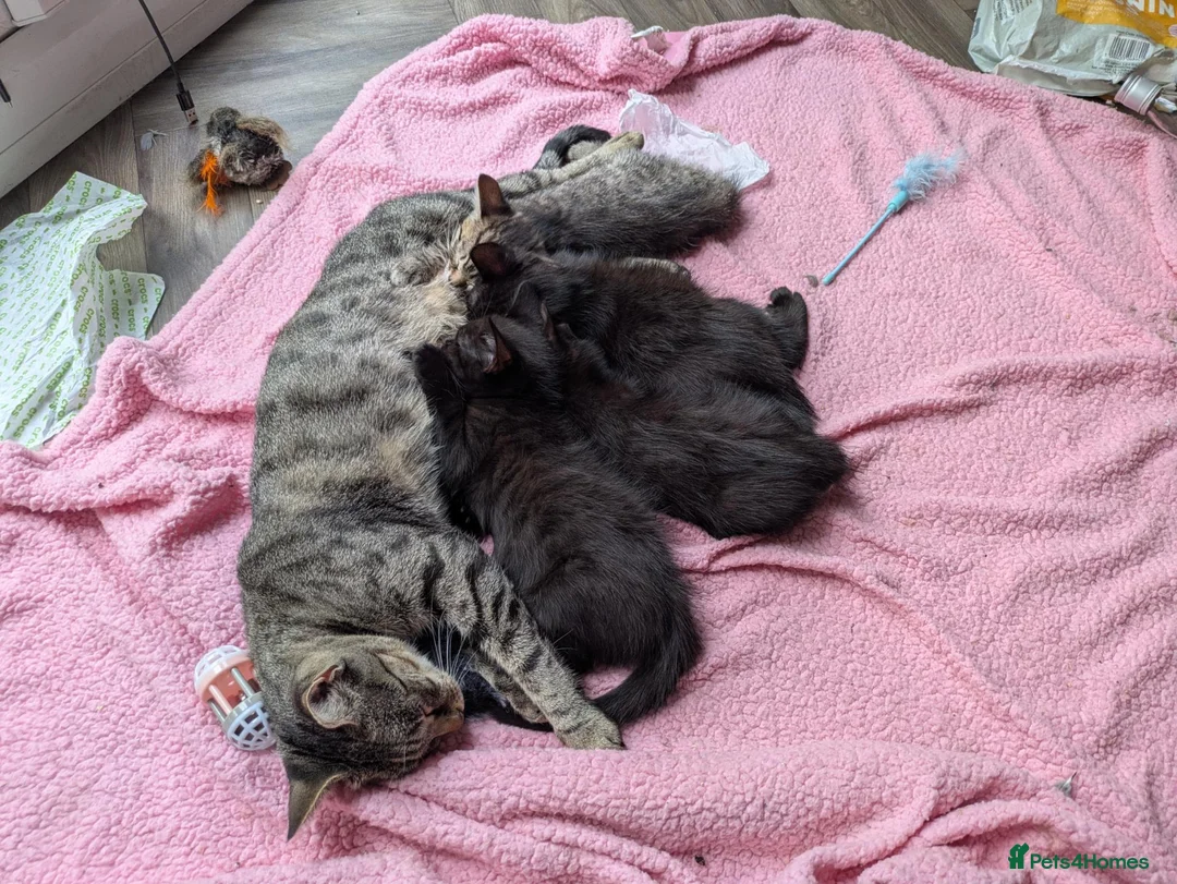 Bengal cats for sale: Bengal x American Mainecoon Kittens - READY TO GO - Advert 2