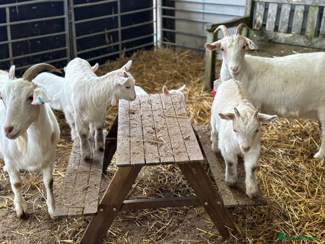 Goats livestock for sale: Pet goats - Advert 4