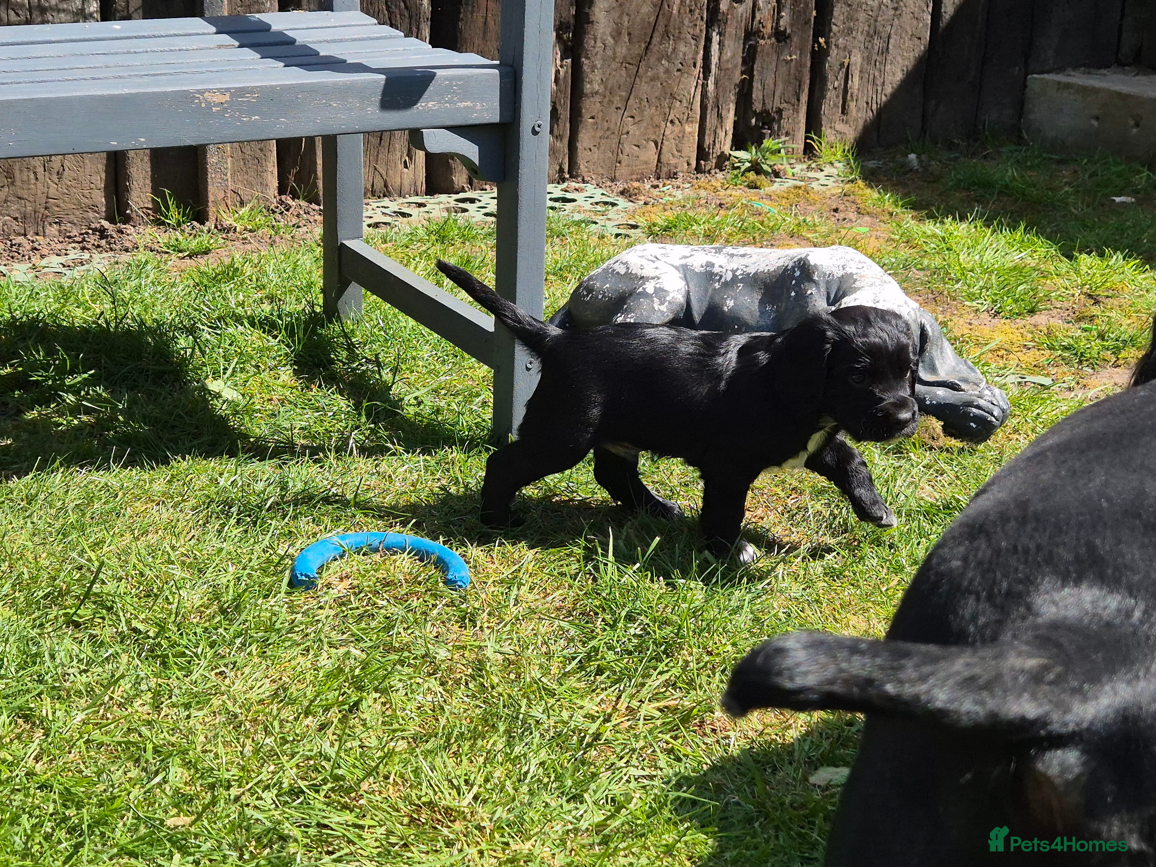 Cocker Spaniel dogs for sale: 1 beautiful black & white boy left kc registered  - Advert 29