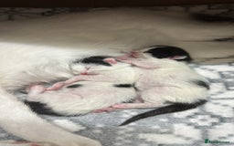 British Shorthair cats for sale: Loving Kittens ready to go  - Image 2