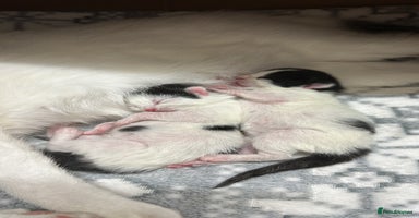 British Shorthair cats - Advert 7