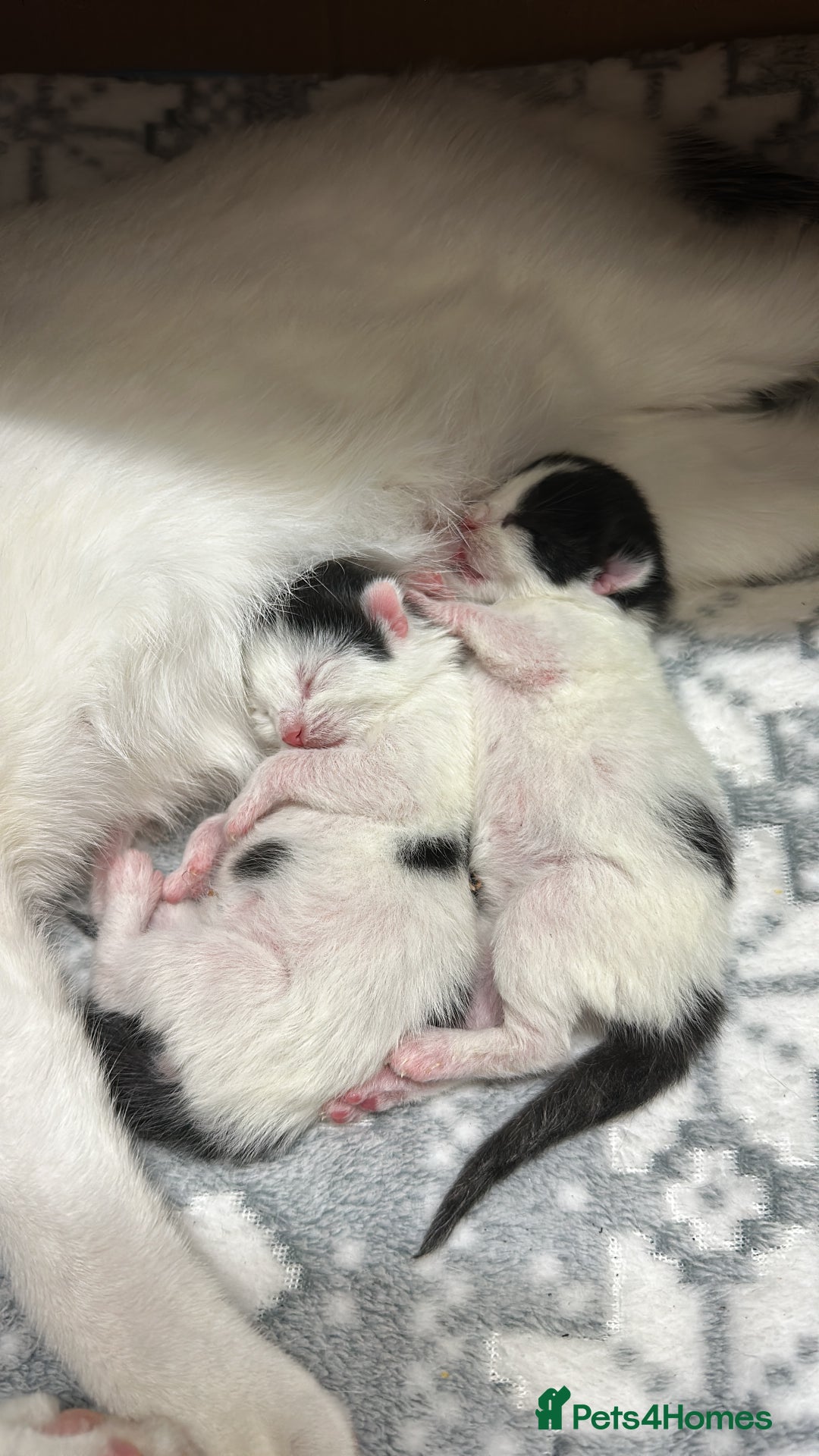 British Shorthair cats for sale: Loving Kittens ready to go  - Image 2