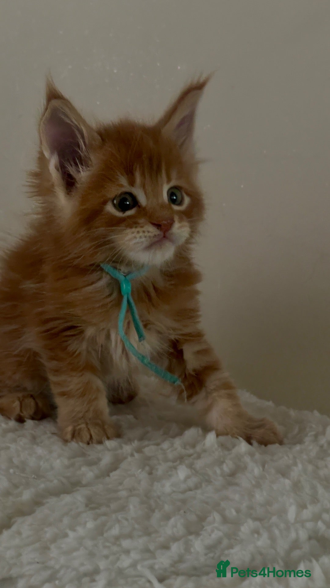 Maine Coon cats for sale: Four Little Hearts Looking for Their Forever Homes - Advert 2