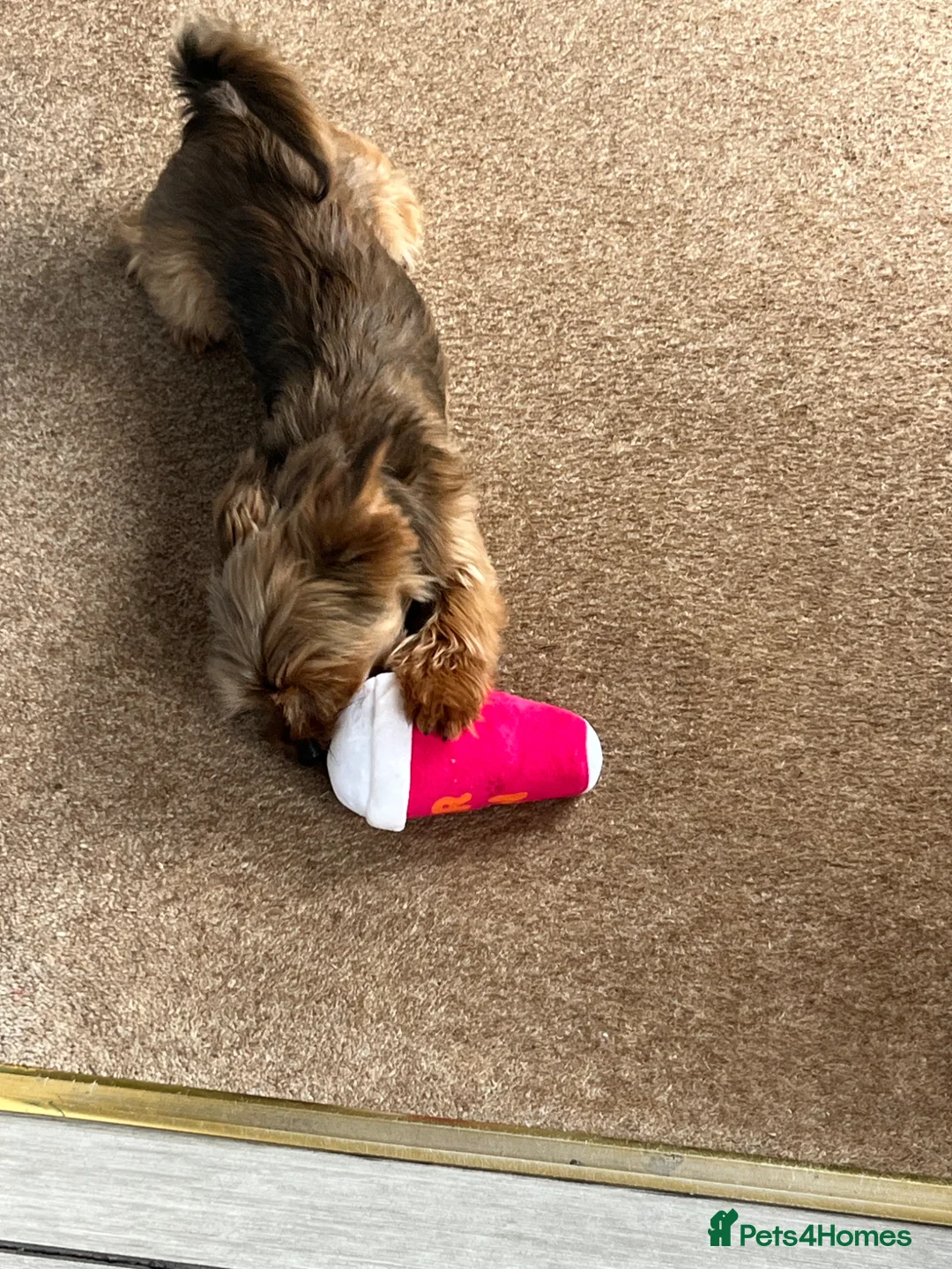 Yorkshire Terrier dogs for sale: Female Yorkshire Terrier  - Advert 2