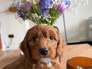 Cockapoo dogs 🌸🌸Extensively health tested F1 Cockapoo’s🌸🌸 - Advert 17