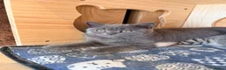 British Shorthair cats for sale: 3 British shorthair kittens - Advert 4
