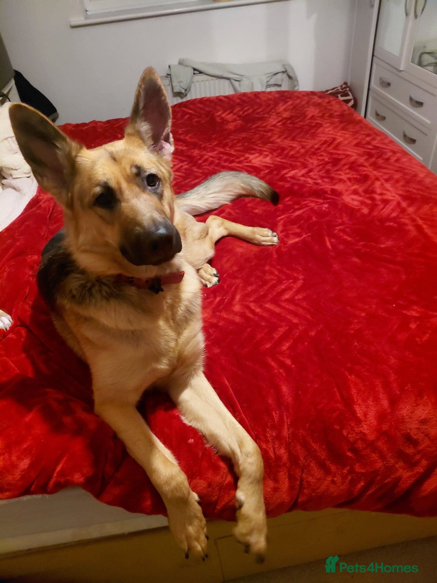 German Shepherd dogs German Shepherd - Advert 1