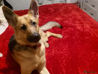 German Shepherd dogs German Shepherd - Advert 1