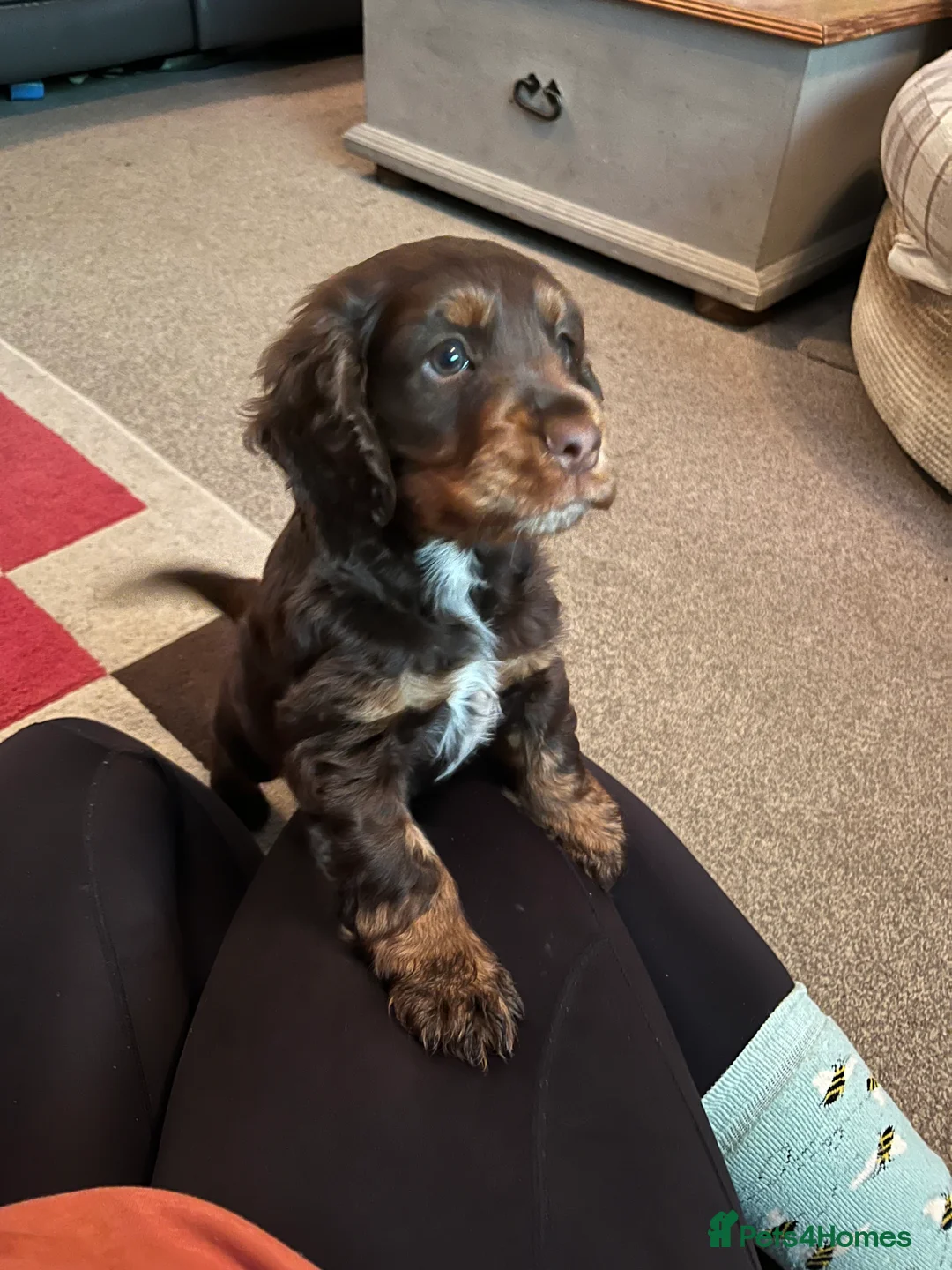 Cocker Spaniel dogs for sale: Beautiful boy puppy  - Advert 1