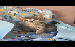 Bengal cats for sale: beautiful bengal kitten  - Image 30