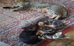 Mixed Breed cats for sale: Kittens looking for forever home - Image 6