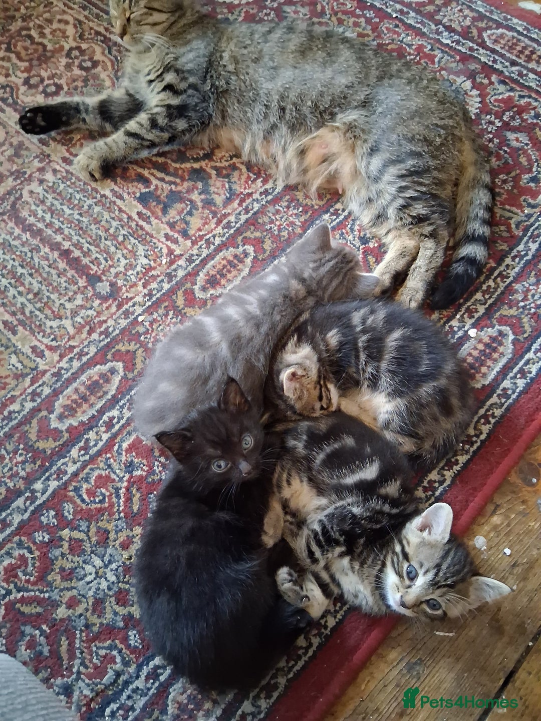 Mixed Breed cats for sale: Kittens looking for forever home - Image 6