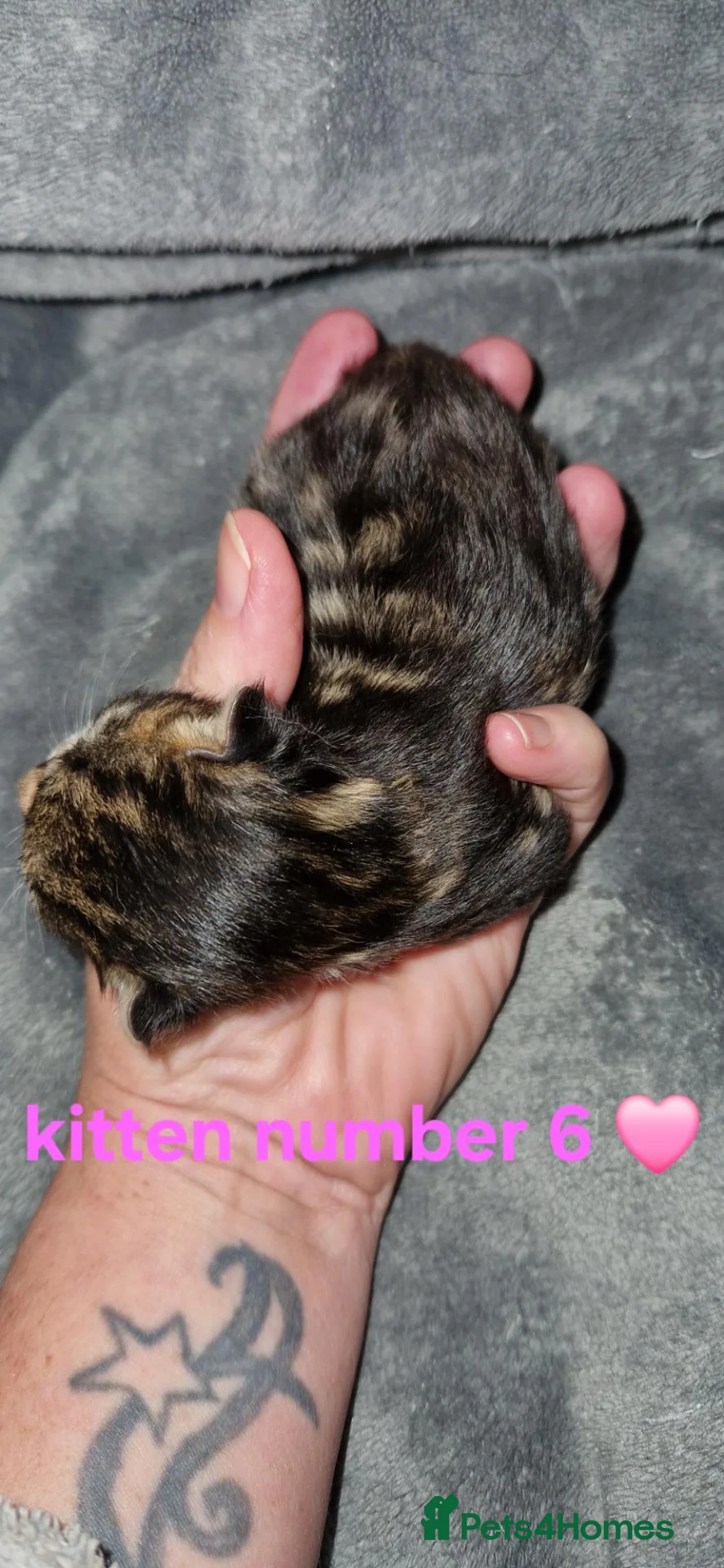British Shorthair cats for sale: Kittens  - Advert 7