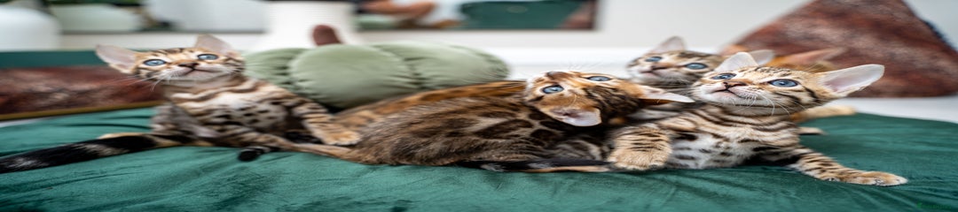 Dulci