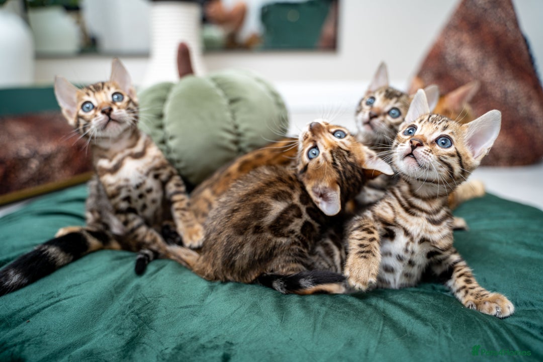 Bengal cats for sale: TICA-Certified Bengal Kittens, Show Quality - Image 15