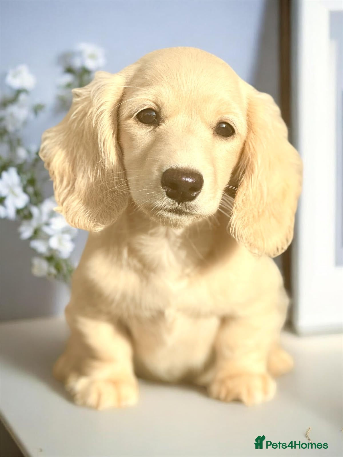Miniature Dachshund dogs KC mini longhaired brindle dachshunds  - Advert 15