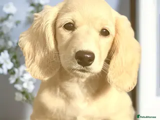 Miniature Dachshund dogs KC mini longhaired brindle dachshunds - Advert 15