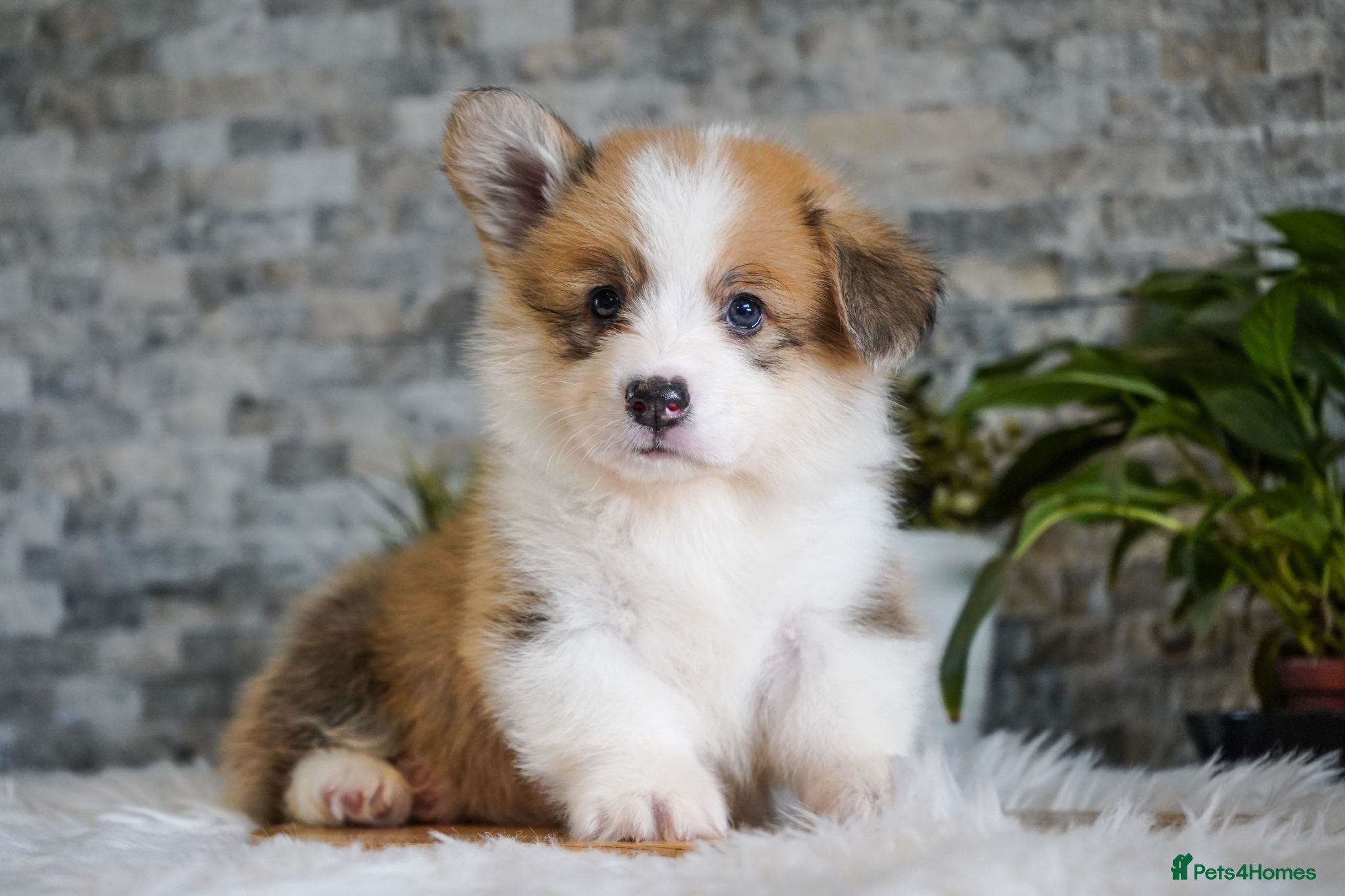 Welsh Corgi Pembroke dogs KC registered Welsh Corgi Pembroke - Advert 1